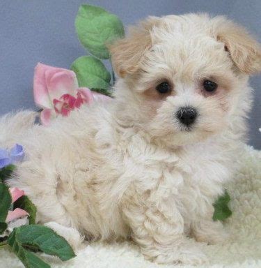 There are 338 bow wow puppies for sale on etsy, and they cost $14.47 on average. View Available Puppies (8 to 16 Weeks of Age) - BowWow Babies®