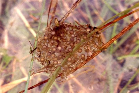 Seit wann sind amphibien geschützt? Wann laichen die Frösche? - Ablauf des Laichvorganges