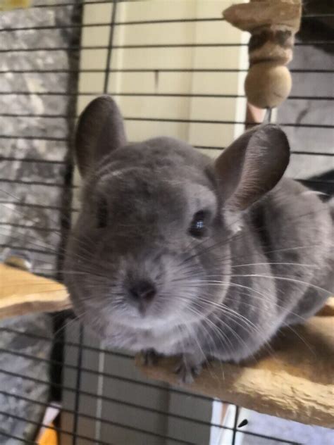 Female chinchilla, young, with cage and accessories | in Wick, Highland 