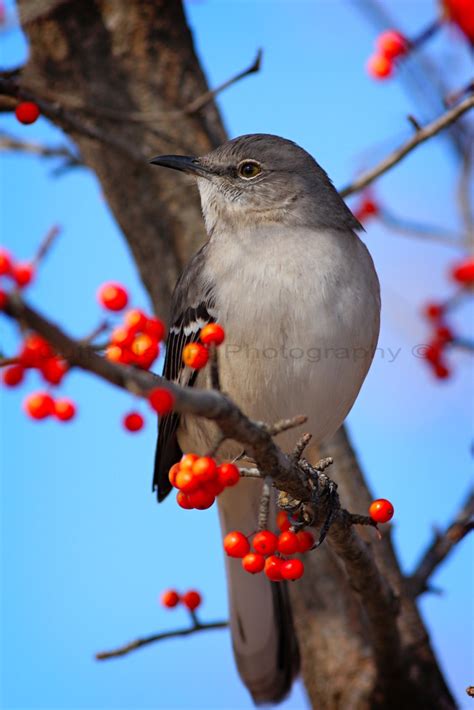 Red Berry Mockingbird A Mockingbird In A Tree With Red Ber Flickr