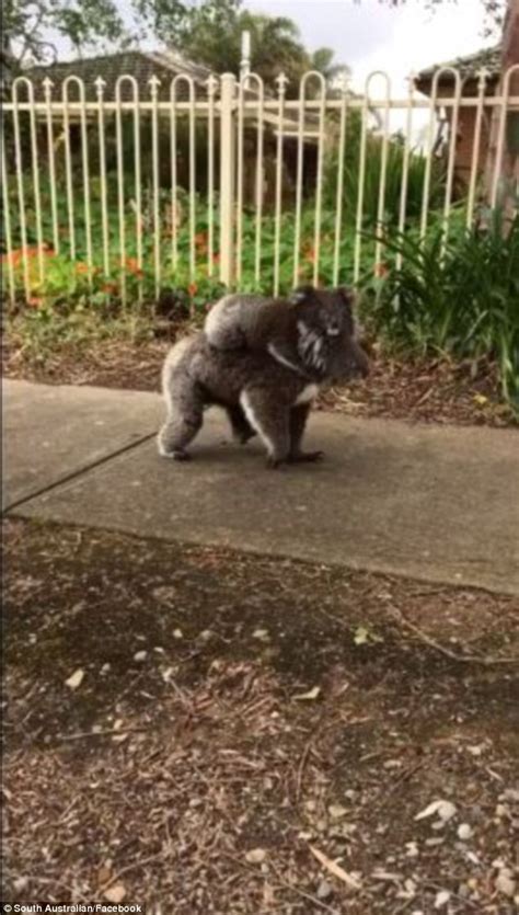 koala mother takes joey on her back down to the local bakery in south australia daily mail online