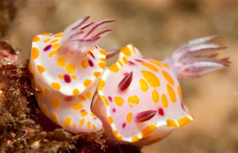 7 Vivid Facts About Sea Slugs Mental Floss