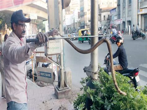 Wildlife rescuers issue call for rescue