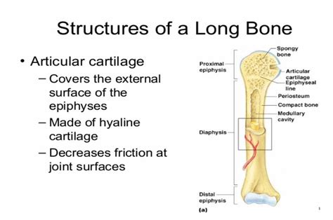 Tulang Pipa Fungsi Struktur Contoh Dll Doktersehat