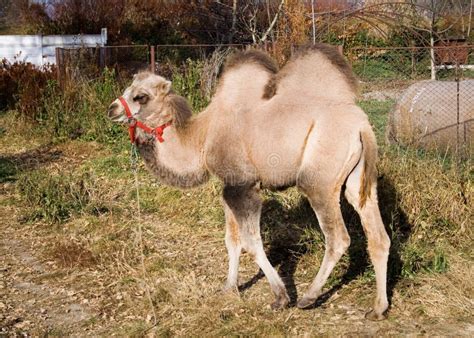 Camello Del Bebé Foto De Archivo Imagen De Amarillo Piel 331012