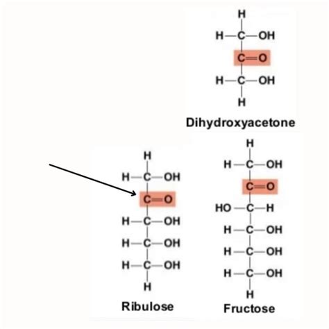Ap Bio Unit 1 Ch 5 Structure And Function Of Large Macromolecules