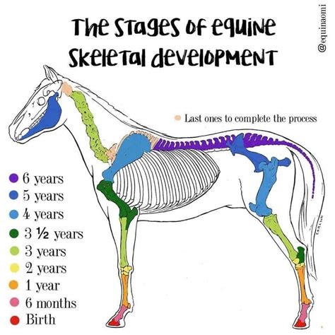 Vet Medicine Veterinary Medicine Horse Bones Equine Veterinarian
