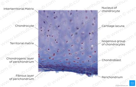 Lower Respiratory Tract Histology And Function Kenhub