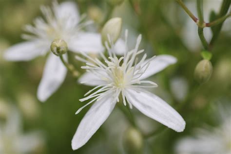 Japanese clematis (clematis terniflora) is a vigorous woody vine that has been used for landscaping in the although native to asia, japanese clematis has naturalized and is considered invasive in many areas of the vines trailing along the surface of the ground rarely take root. 16 Invasive Plants to Avoid