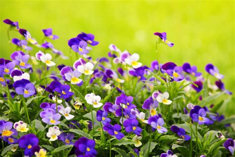 Pansies Stock Photos And Royalty Free Images Depositphotos