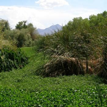 The most effective method for termite prevention is constant, vigilant monitoring of the property. Agriculture Pests | Arizona Department of Agriculture