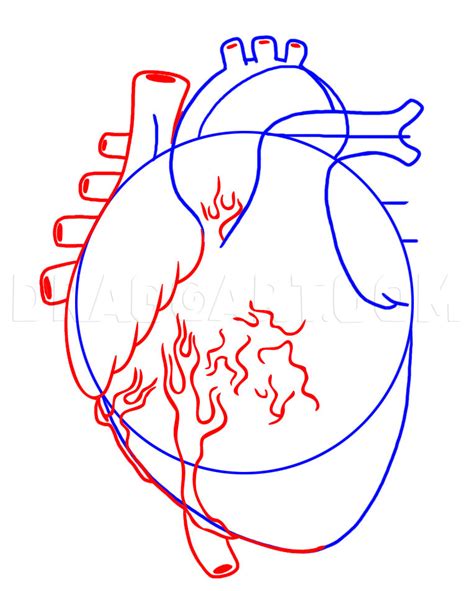 How To Draw A Human Heart Step By Step Drawing Guide By Dawn Dragoart