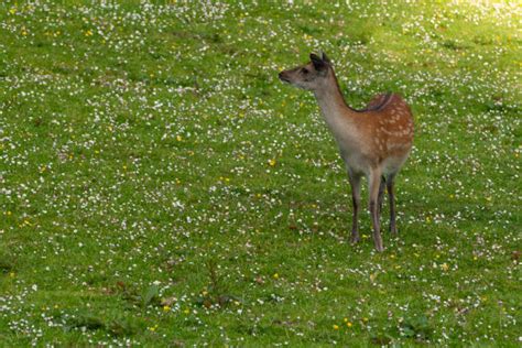 60 Sika Deer Ireland Stock Photos Pictures And Royalty Free Images Istock