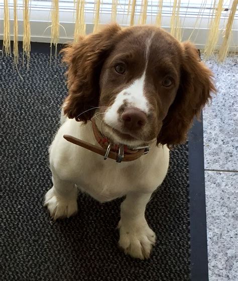 Cedar mills minnesota pets and animals 450 $. English Springer Spaniel puppy for SALE! | Sevenoaks, Kent ...