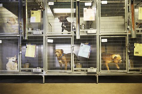 81 animal shelter jobs available in new york, ny on indeed.com. Euthanasia In New York Shelters Drops 36% and Adoptions ...