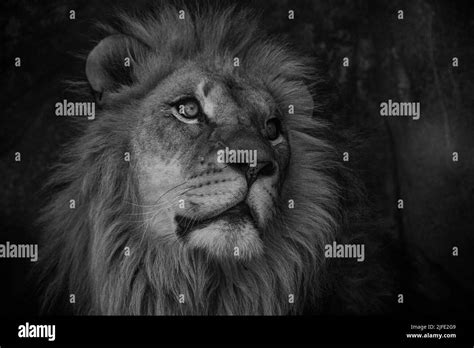 A Grayscale Of A Lions Head Staring Stock Photo Alamy
