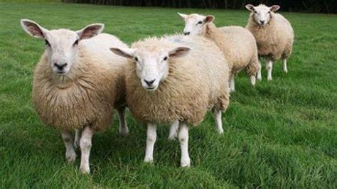 Ternakan biri biri santa dan damara. "Jika 26 ekor biri-biri, 10 ekor kambing berada dalam ...