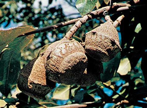 We did not find results for: Brazil nut | food | Britannica.com