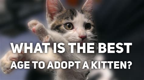 What Is The Best Age To Adopt A Kitten Youtube