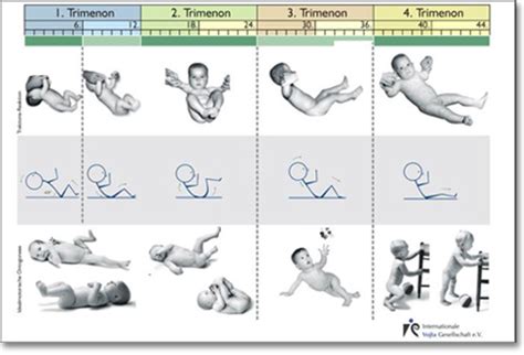 Postural Responses