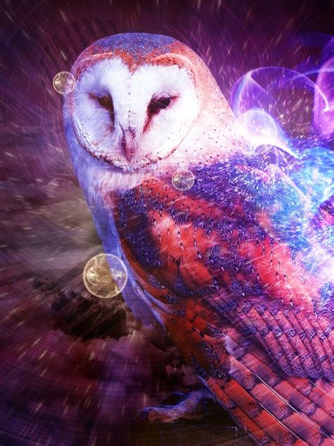 Cute Colorful Owl Wallpapers On Wallpaperdog