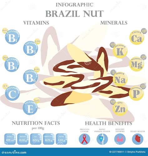 Health Benefits And Nutrition Facts Of Brazil Nuts Infographic Vector