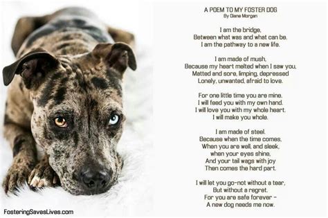A Poem For My Foster Dog Foster Dog The Fosters Foster Dog Quotes