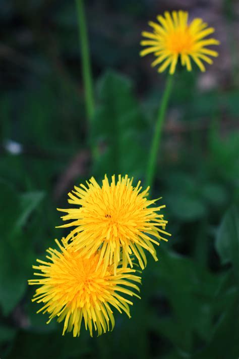 The ability to access student data easily and quickly. Löwenzahn Blumen - kostenlose Bilder download | titania foto