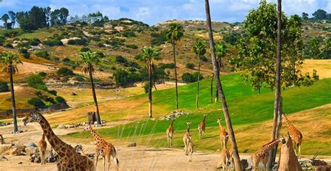 San Diego Zoo Safari Park Tour Dr Prem Travel And Tourism Guide
