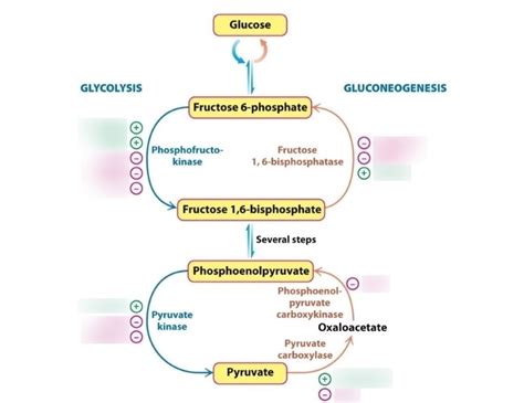 Reciprocal Regulation Of Glycolysis And Gluconeogenesis Diagram Quizlet