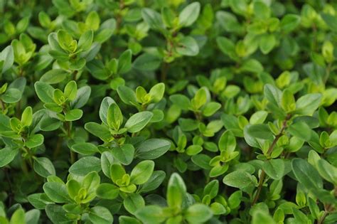 Used in cooking, dry or fresh. English Tabor thyme, Thymus vulgaris | Fern Hill Nursery ...