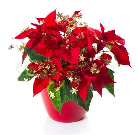 Red Poinsettia Christmas Flower With Golden Decoration Stock Photo