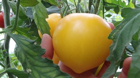 Tomate Anna Banana Russian Le Potager Ornemental De Catherine