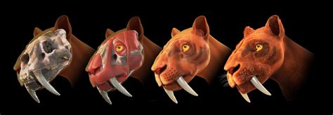 10 Facts About The Saber Toothed Cats A Prehistoric Kitty Owlcation