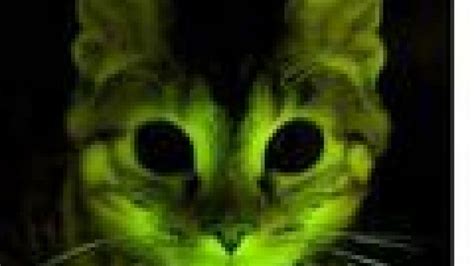 Glow In The Dark Cats Aids Hiv Research Understanding Animal Research