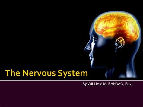 The Nervous System Slide Show Ppt