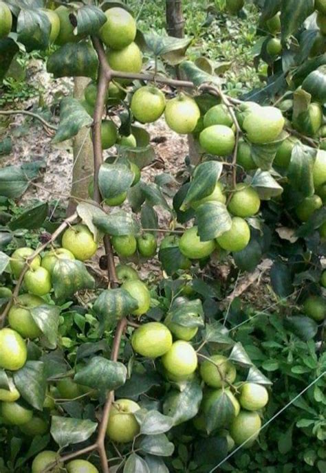 Well Watered Green Apple Ber Plant For Fruits At Rs 70piece In Jaipur Id 22594161673