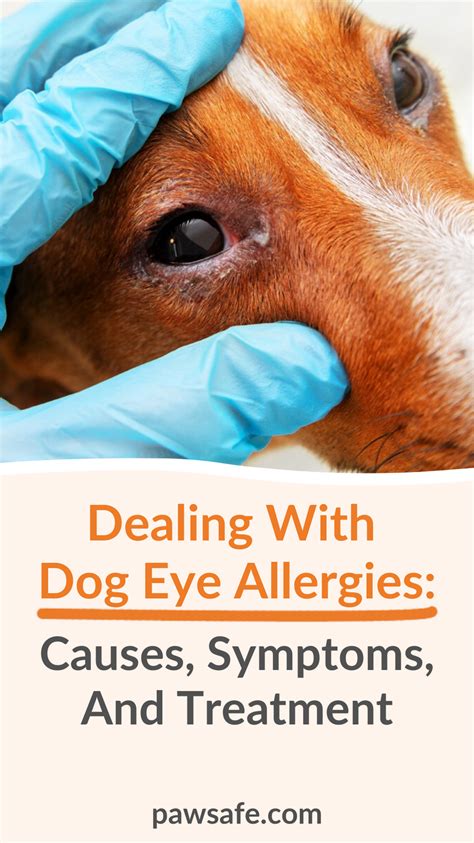 Dealing With Dog Eye Allergies Causes Symptoms And Treatment Artofit