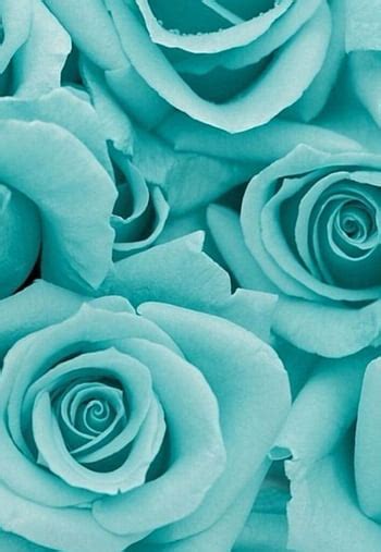 Composition Of Turquoise Roses With Leaves Of White Gold And Contour