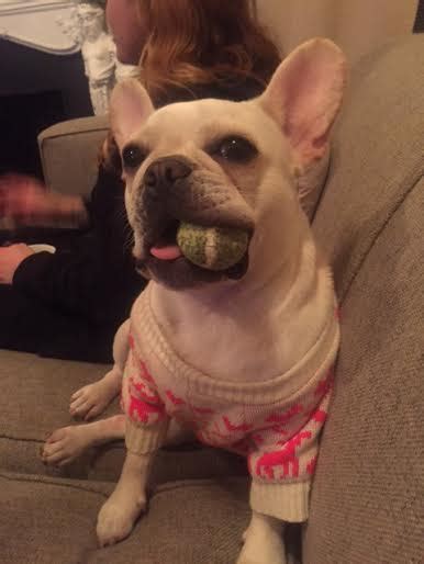 Louie louie is a fawn merle french bulldog. French Bulldog Puppies for sale New Jersey New York ...