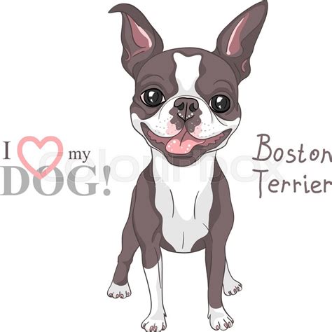 Vector Smiling Dog Boston Terrier Stock Vector Colourbox