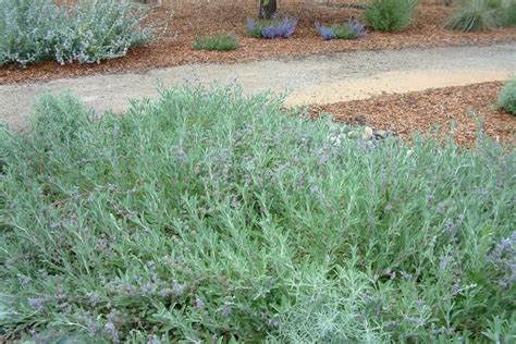 Leaves are pale green with a wrinkled surface and strongly pungent when crushed. Salvia leucophylla 'Bee's Bliss'