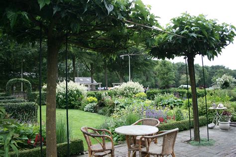 2x toskanischer sternjasmin, xl | 120 cm. BÄUME / SCHIRMPLATANE / GARTENREISE BELGIEN & HOLLAND ...