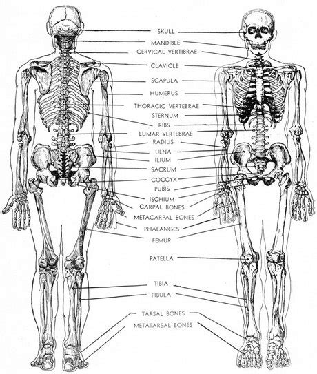 Click on the name of a muscle for a page about that muscle (works for most labels). Skeletal System - Catherine Dela Cruz