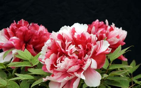 How To Grow Peonies In Containers Miss Chen Garden Manage Gfinger