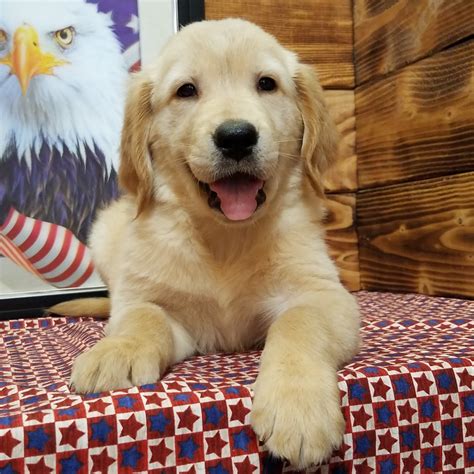 You have a dog that is a pleasure to have in your family. GOLDEN RETRIEVER | FEMALE | ID:8464-MK - Central Park Puppies