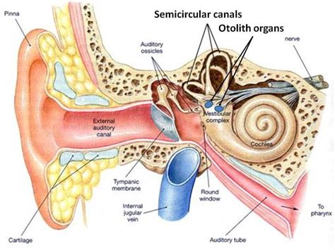Ear Labeled Diagram Anatomy Of The Ear Coloring Life Educations