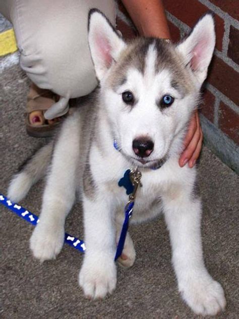 Arctic Wolf With Blue Eyes Beautiful Life Of Mine Wolf Puppy Blue