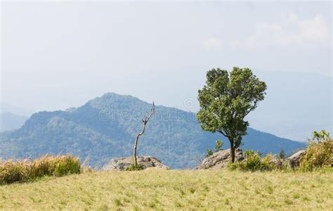 Green Tree With Dried Tree Grass Field Mountain Sky And Cloud At Phu