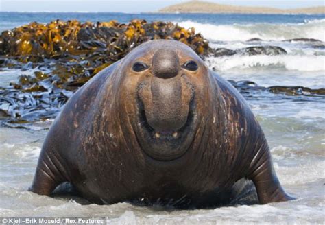 Elephant Seals Huge Grin As Hes Caught On Camera At The Beach Daily